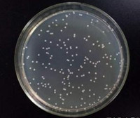 智立中特細胞庫HT-1376人膀胱癌細胞